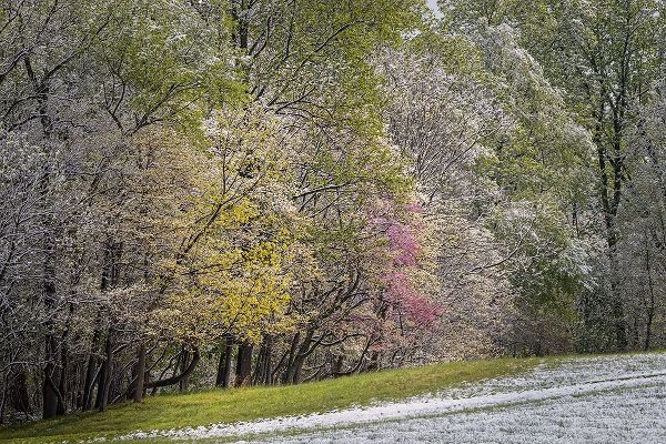 Jones, Adam 아티스트의 Light snow on trees in early spring-Louisville-Kentucky작품입니다.